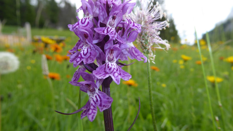 quale Dachtylorhiza ?......Passo Staulanza